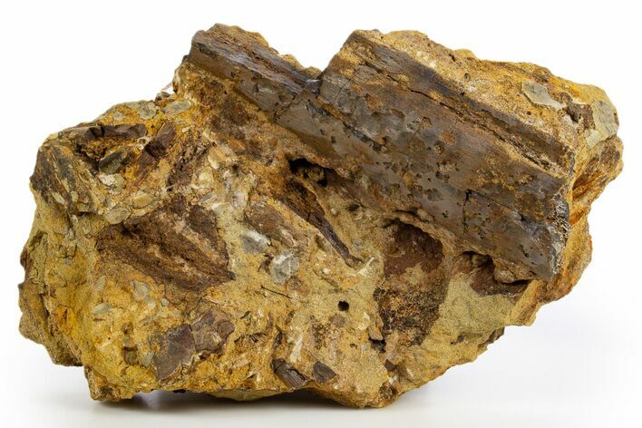 Dinosaur Bone Sections and Tooth in Sandstone - Wyoming #330914